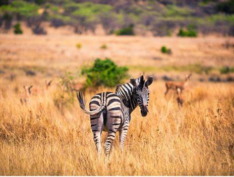 Metsi Lodge Welgevonden Doğa Koruma Alanı Dış mekan fotoğraf