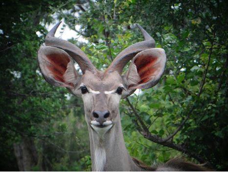 Metsi Lodge Welgevonden Doğa Koruma Alanı Dış mekan fotoğraf