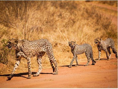 Metsi Lodge Welgevonden Doğa Koruma Alanı Dış mekan fotoğraf